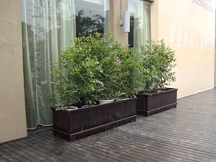 树池